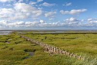 Salzwiese mit Lahnung im Wattenmeer