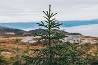 Weihnachtsbaum in norwegischer Landschaft
