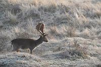 Daim à l'humeur hivernale