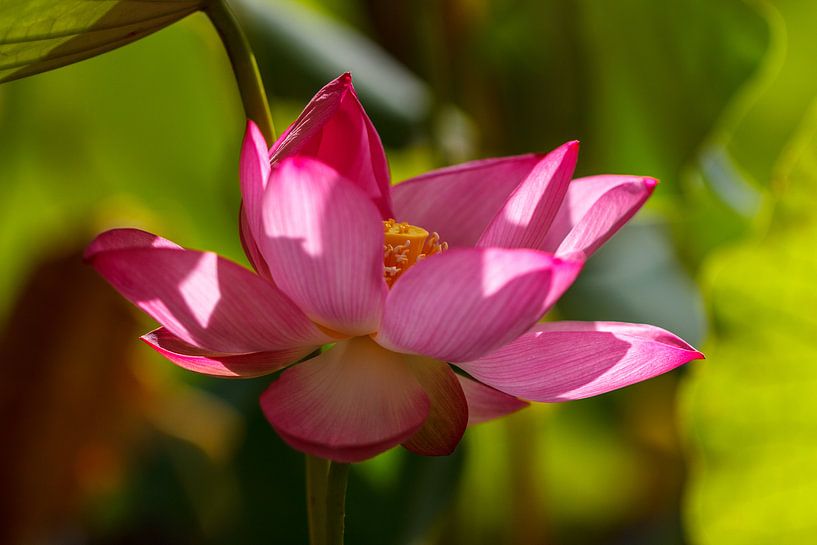 lotus by ton vogels
