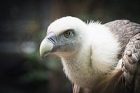 GRIFFON VULTURE