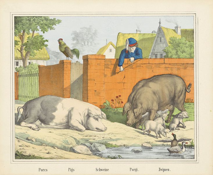 Schweine / Pigs / Schweine / Porgi. / Eber, Firma von Joseph Scholz, 1829 - 1880 von Gave Meesters