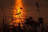 Sonnenuntergang am Markermeer