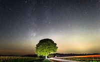 Auffälliger Baum bei Nacht