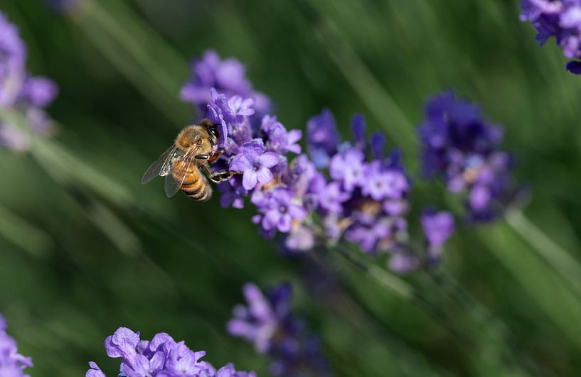 Honey bee sitting on lavender by Ulrike Leone