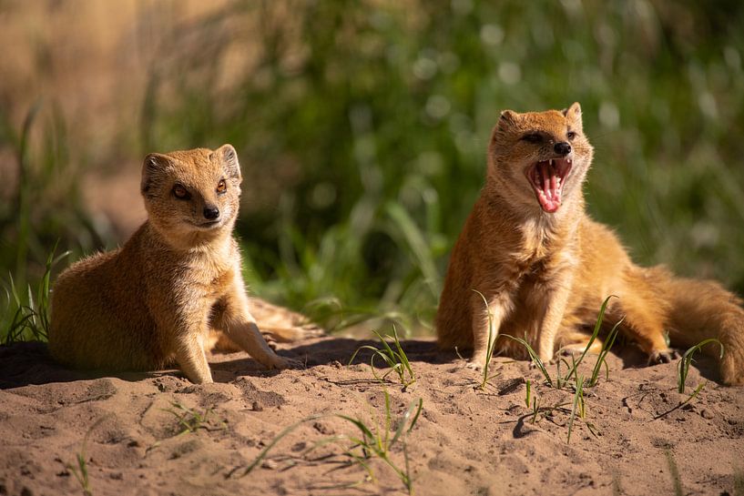 Fox mongooses - exotic small mammals by Tanja Riedel
