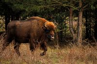 Bison im Maashorst