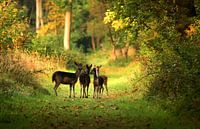 Herten in Oranjezon II
