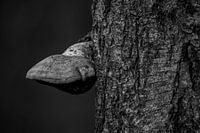 Tonder-Pilz gegen Baum