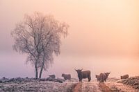 Winter in der Veluwe