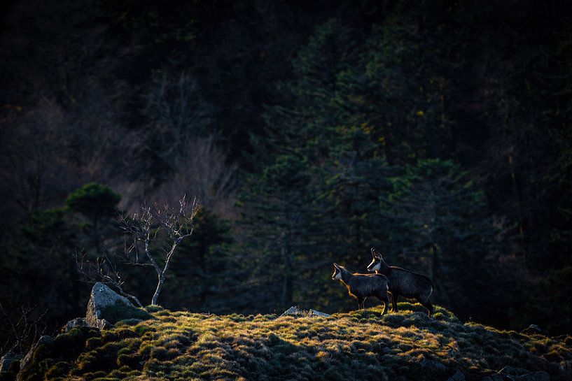 Gämse im ersten Licht von Sam Mannaerts