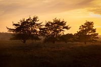 Golden hour on the heath on Veluwe