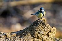 Great tit in the morning sun