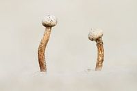 Balle dérivante traquée