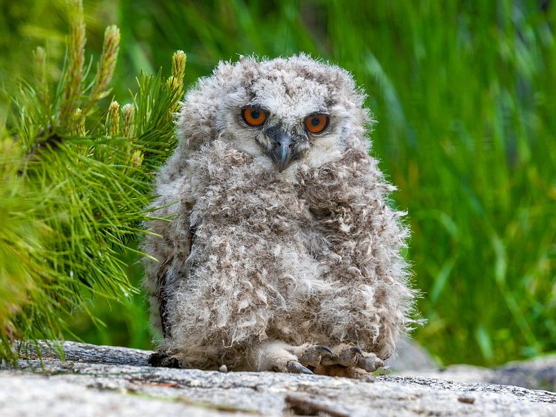 Siberische adelaar Uil Tak van Manuel Weiter