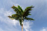 Royal Palm // Florida // Königlich