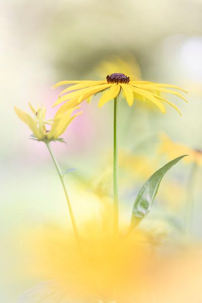 Yellow beauty by Bob Daalder