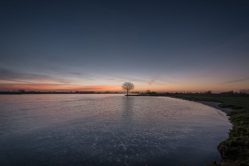 Arbre près de la rivière Lek par Moetwil en van Dijk - Fotografie