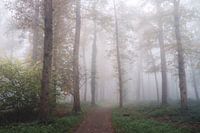 Forest in the fog
