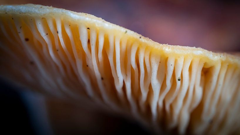 Mushroom macro grooves by Noud de Greef