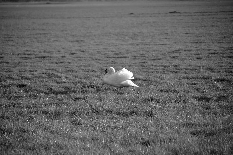 A swan in a meadow in Emsland by Bianca Meyering Fotos - BMF