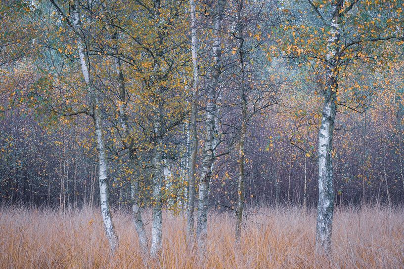 Birkenbäume von Jolanda de Leeuw