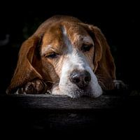 Portret van een Beagle
