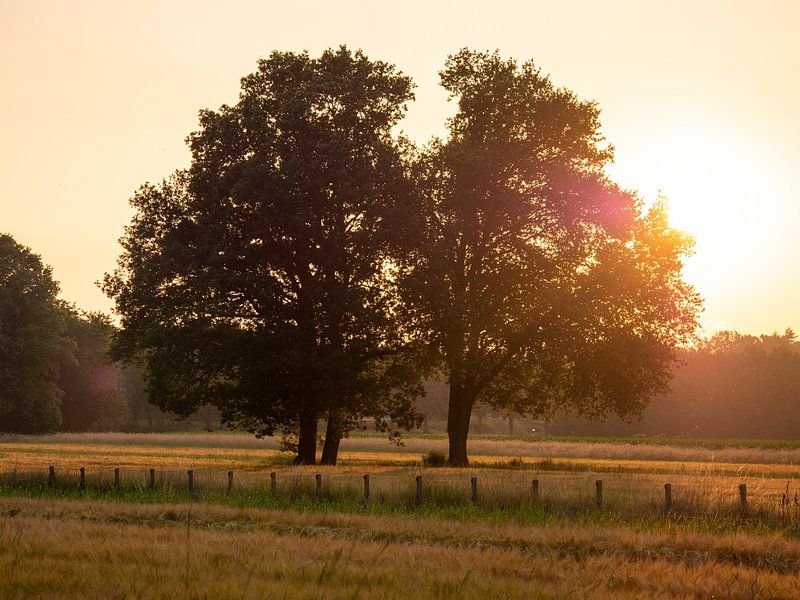 2 Solitäre Eichen mit schöner Hintergrundbeleuchtung von Robin Jongerden