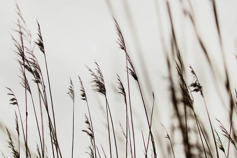 Dünengräser im Westduin Park in Scheveningen von Anne Zwagers