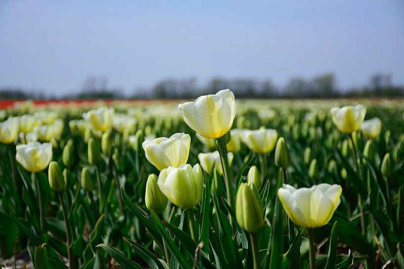 Les blancs arrivent par Frank's Awesome Travels