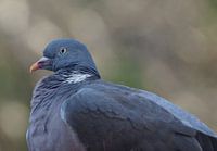 Pigeon ramier au repos