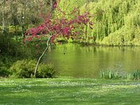 Vijver Wilhelminapark met meerkoet