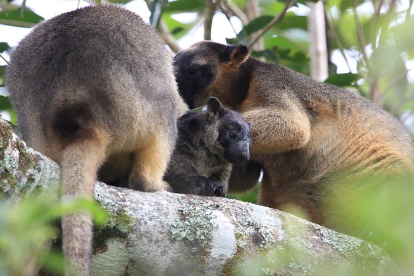 A Lumholtz's tree-kangaroo (Dendrolagus lumholtzi) cub with Mother in a tree Queensland, Australia par Frank Fichtmüller