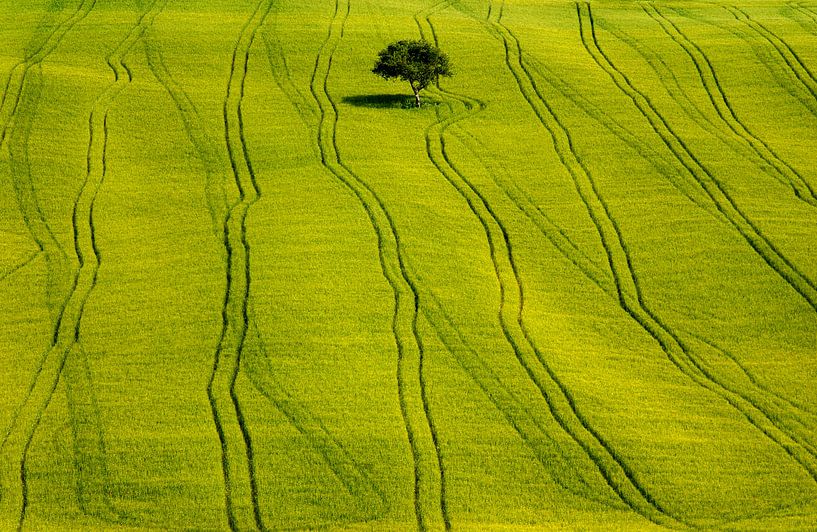 Einsamer Baum auf einer grünen Wiese von Patrick LR Verbeeck