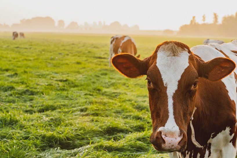 Kühe auf einer Wiese bei einem nebligen Sonnenaufgang von Sjoerd van der Wal Fotografie