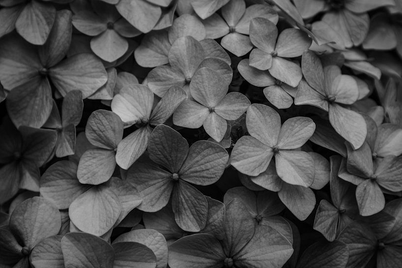 Schwarz-weiße Nahaufnahme einer Hortensie von Nicolette Suijkerbuijk