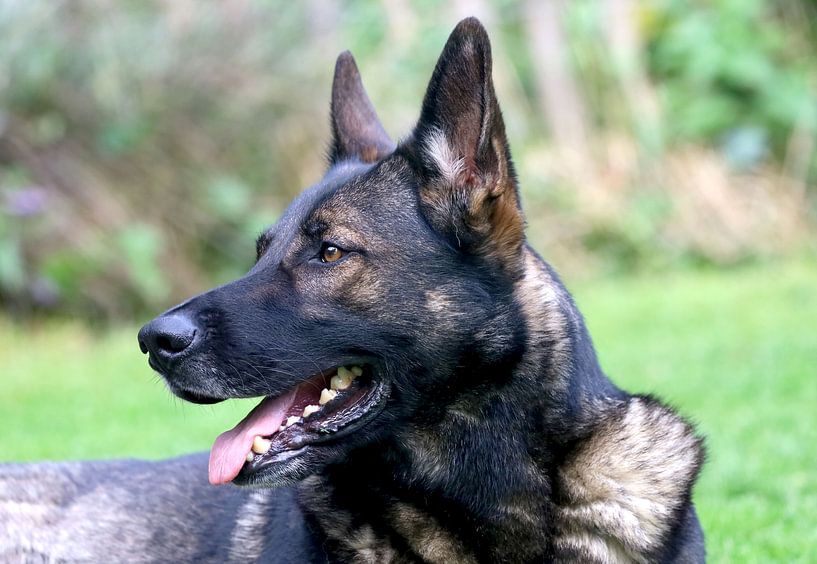 Berger allemand, gris-loup, vigilant par foto by rob spruit