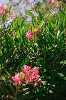 Les fleurs roses de l'Algarve