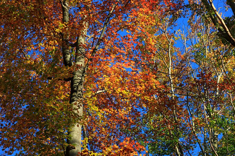 Magnificent beech by Thomas Jäger