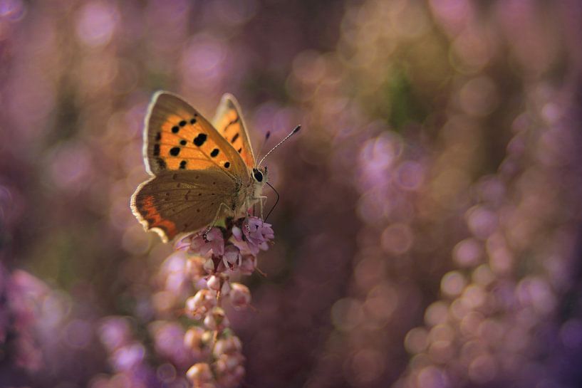 butterfly by Remco loeffen