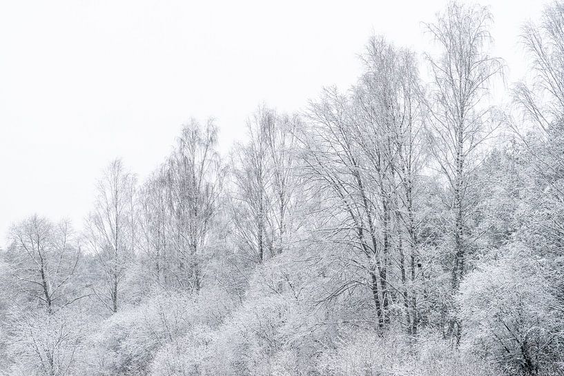 Whiter winter trees by Axel Weidner