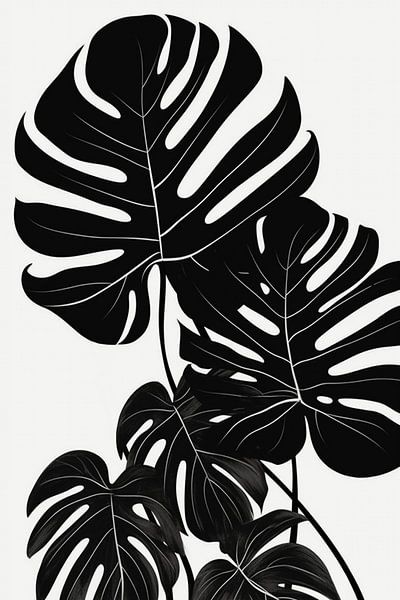 Monstera leaves, black-and-white illustration by Color Square