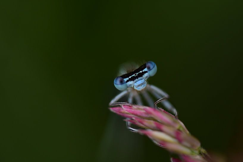 Juffer in de avond. van Moniek van Hoof-Geenen