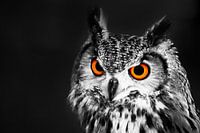 Dreigende Oehoe zwart wit portret