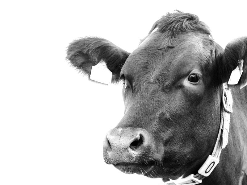 Kuh-Porträt von Patrick Herzberg
