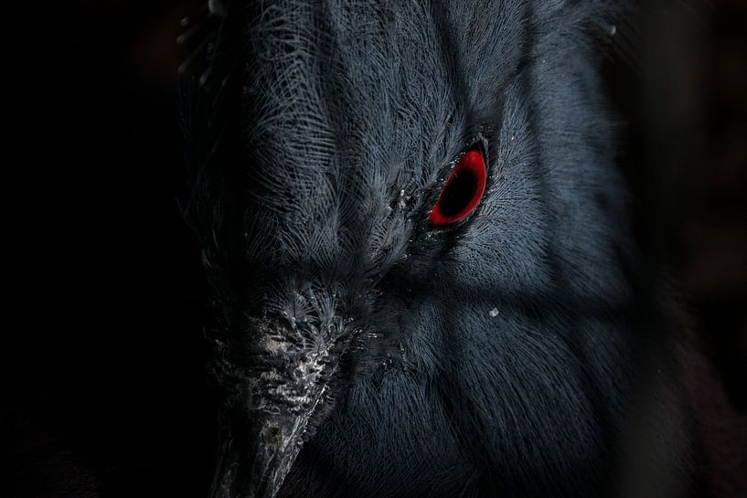 Vogel im Käfig von Patrick Verhoef