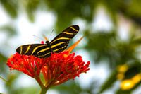 Schmetterling auf Blume