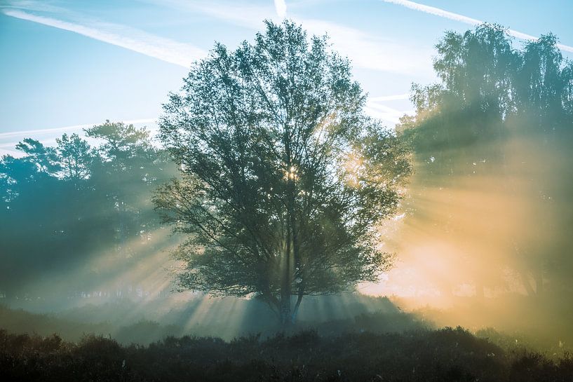 Glühender Baum 2 von Jayzon Photo