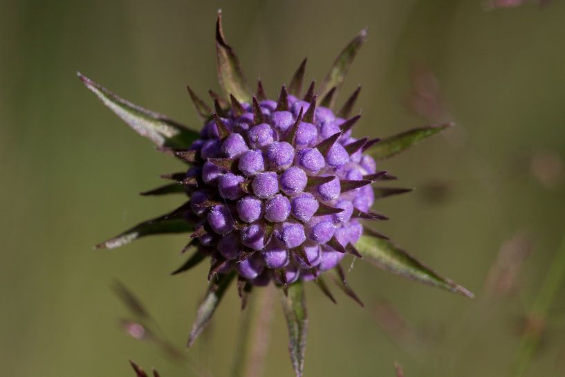 Violette Blume mit Stacheln und grünem Hintergrund von Joost Adriaanse