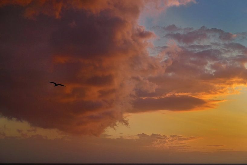 Jonathan ose par Hans Heemsbergen